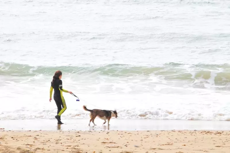 Urlaub mit Hund in Dänemark