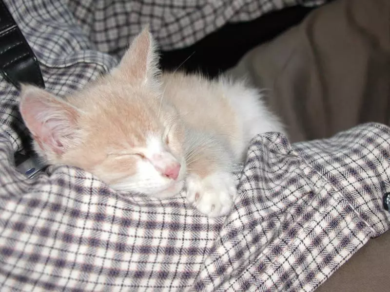 Katze