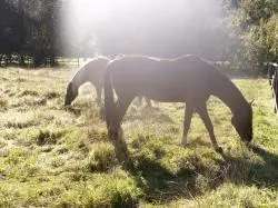 Reiten in der Rhön