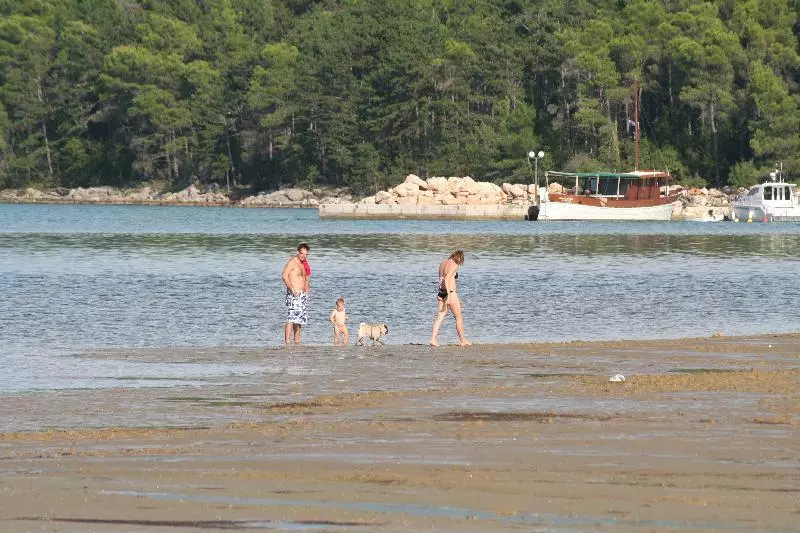 Cizici (c) dago