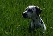 Urlaub mit Hund in Zug