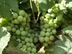 Wein aus Zürich
